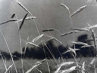 Wheatcloseup